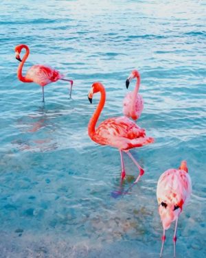 Flamingo Birds Paint By Numbers