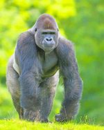 Gorilla paint by numbers