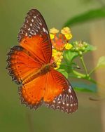 Red Lacewing Butterfly Paint By Numbers