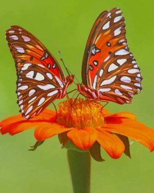 Monarch Butterflies Paint By Numbers
