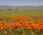 Orange Poppy Field paint by numbers