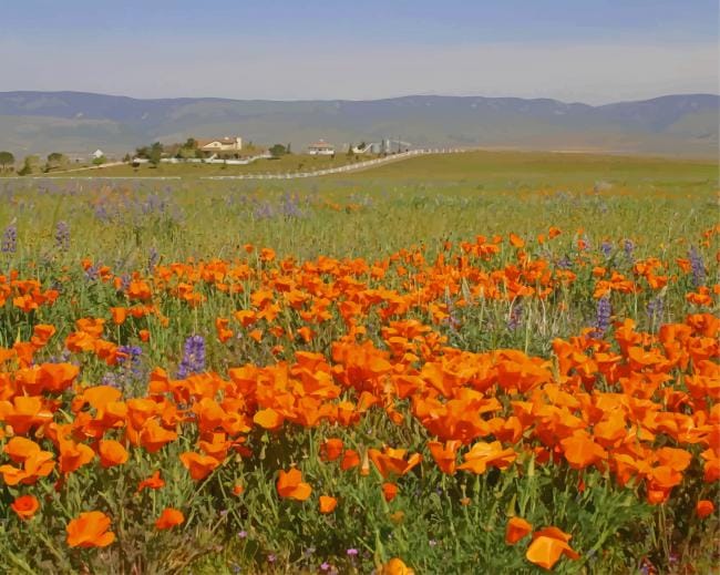 Orange Poppy Field Paint By Numbers