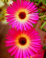 Pink Daisies paint by numbers