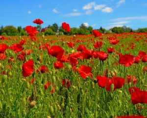 Poppy Flowers Field Paint By Numbers