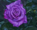 Purple Rose Paint By Numbers