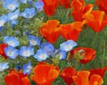 Red And Blue Poppies Paint By Numbers