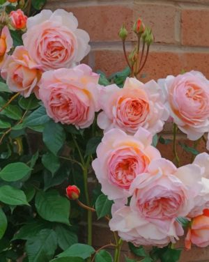 Pink Roses Flowers Paint By Numbers