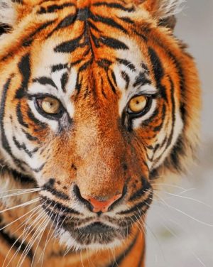 Wild Bengal Tiger Paint By Numbers