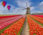 Tulips Field Paint By Numbers