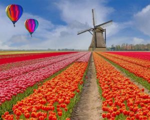Tulips Field Paint By Numbers