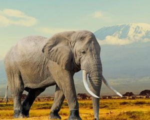 Wildlife Elephant Paint By Numbers