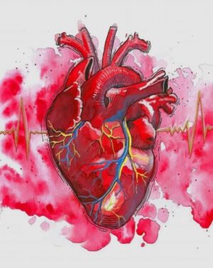 Human Heart paint by numbers