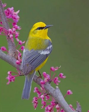 Blue Winged Warbler Paint By Numbers