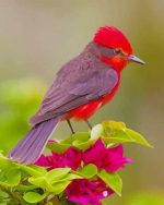 Vermilion Flycatcher Paint By Numbers