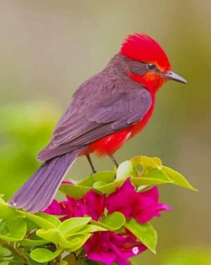 Vermilion Flycatcher Paint By Numbers