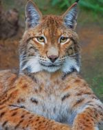 Eurasian lynx Paint By Numbers