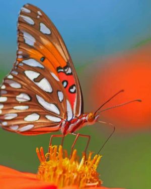 Monarch Butterfly Paint By Numbers