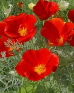 Poppy Flowers Paint By Numbers