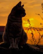Cat At Sunset Paint By Numbers
