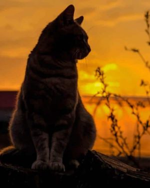 Cat At Sunset Paint By Numbers