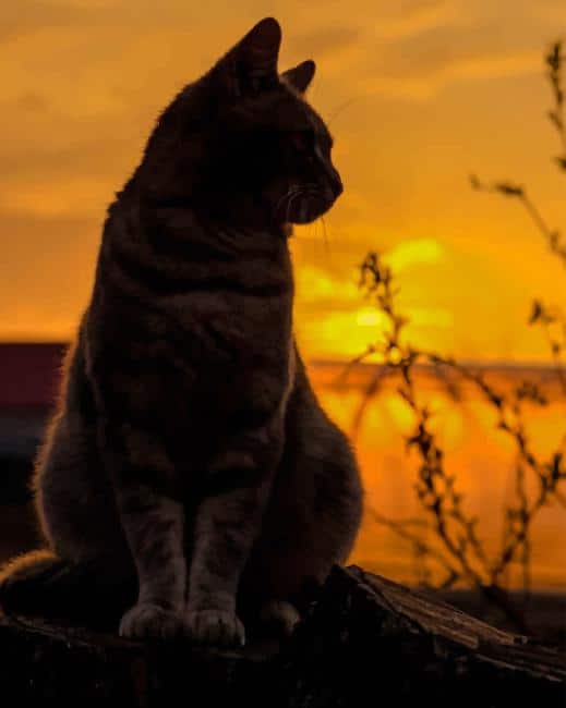 Cat At Sunset Paint By Numbers