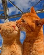 Cats Kissing paint by numbers