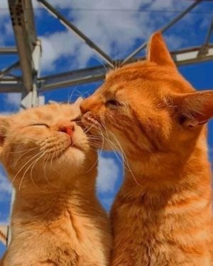 Cats Kissing paint by numbers