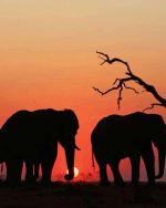 Elephants Silhouette Paint By Numbers