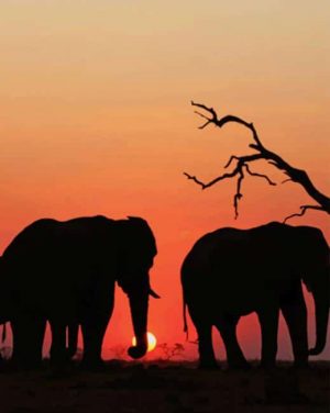 Elephants Silhouette Paint By Numbers