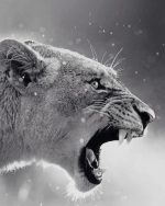 Black And White Lioness Paint By Numbers