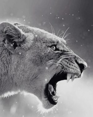 Black And White Lioness Paint By Numbers