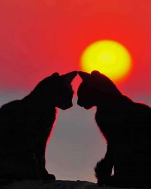 Romantic Cats Silhouette Paint By Numbers