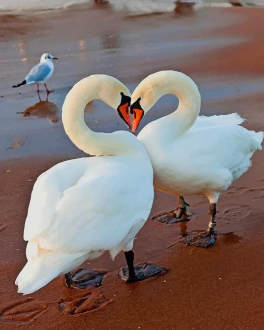 White Swans In Love Paint By Numbers