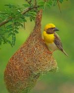 Weaver Bird Paint By Numbers