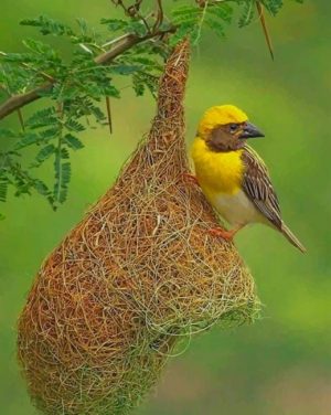 Weaver Bird Paint By Numbers