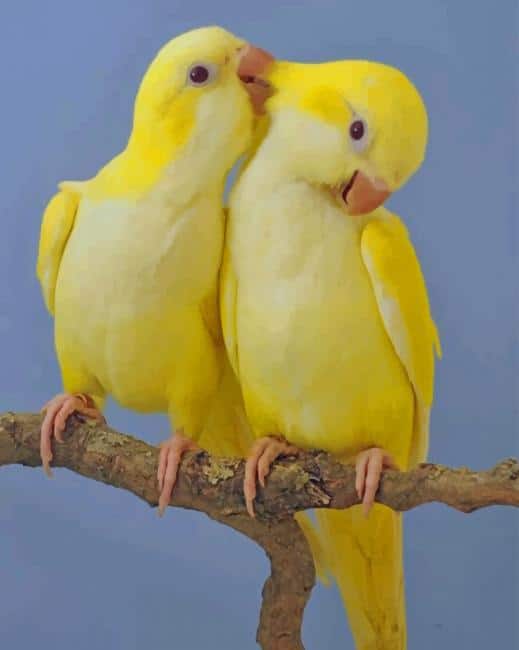 Wilsons Warbler Birds Paint By Numbers