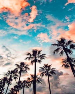 Palm Trees Silhouette Paint By Numbers