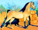 Arabic Horse paint by numbers