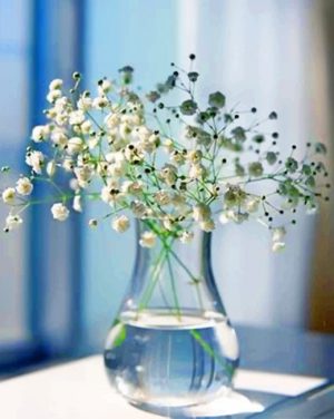 Babys Breath Glass Vase Paint By Numbers