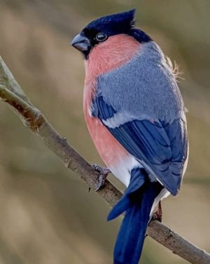 Eurasian Bullfinch Paint By Numbers