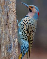 Northern Flicker Paint By Numbers