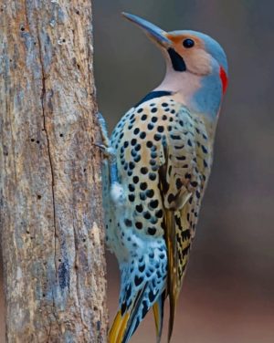Northern Flicker Paint By Numbers