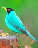 Green Honeycreeper Bird Paint By Numbers