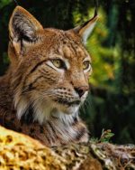 Wild Bobcat Paint By Numbers