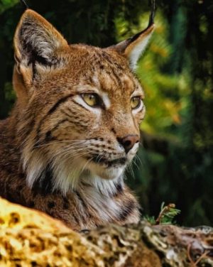 Wild Bobcat Paint By Numbers