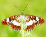 White Admiral Butterfly Paint By Numbers