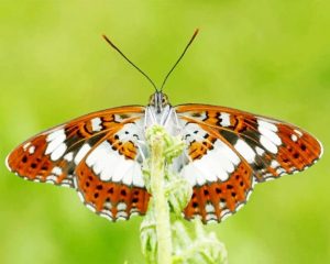 White Admiral Butterfly Paint By Numbers