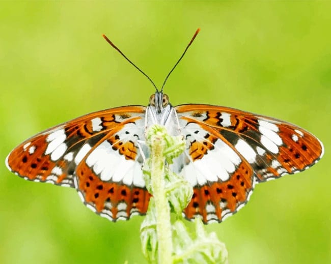 White Admiral Butterfly Paint By Numbers