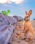 Bunny Rabbit Paint By Numbers