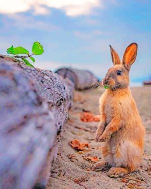 Bunny Rabbit Paint By Numbers